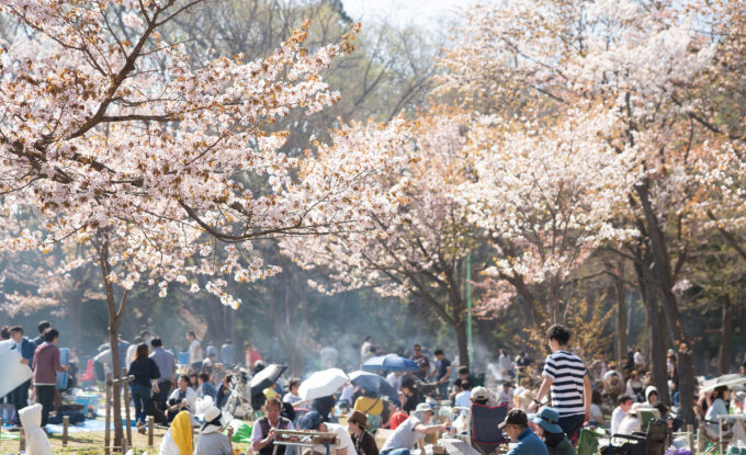 満開の桜と花見客