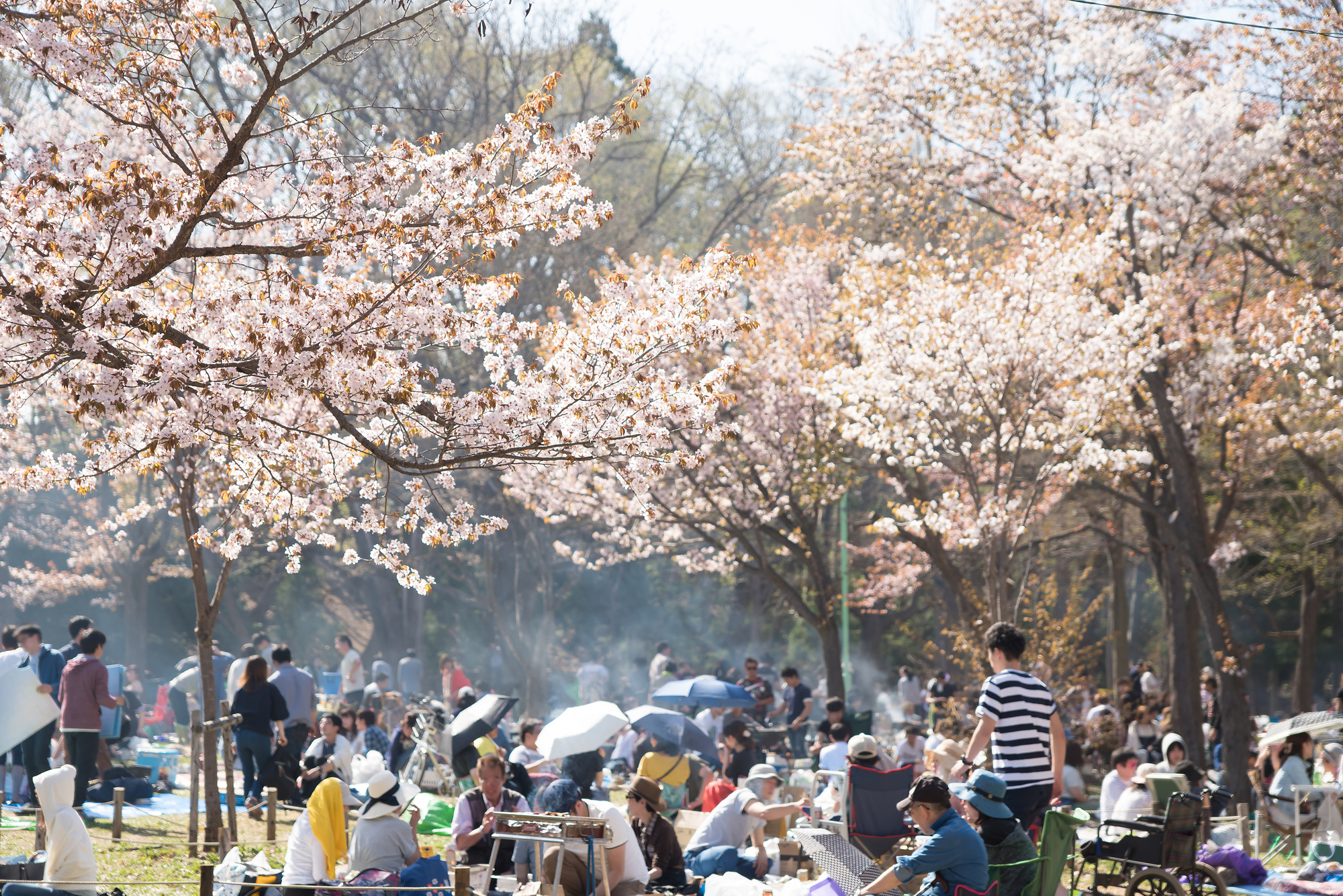 満開の桜と花見客