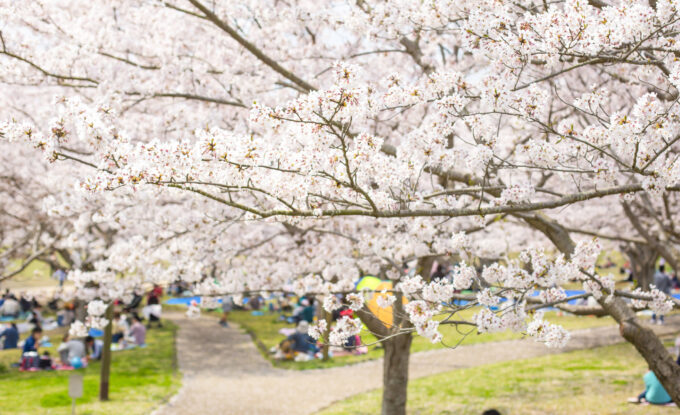 桜並木
