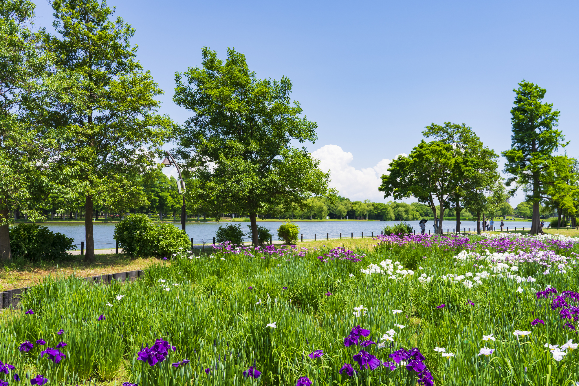 素敵なお花や川がある公園