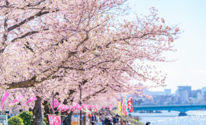 川沿いの満開の桜