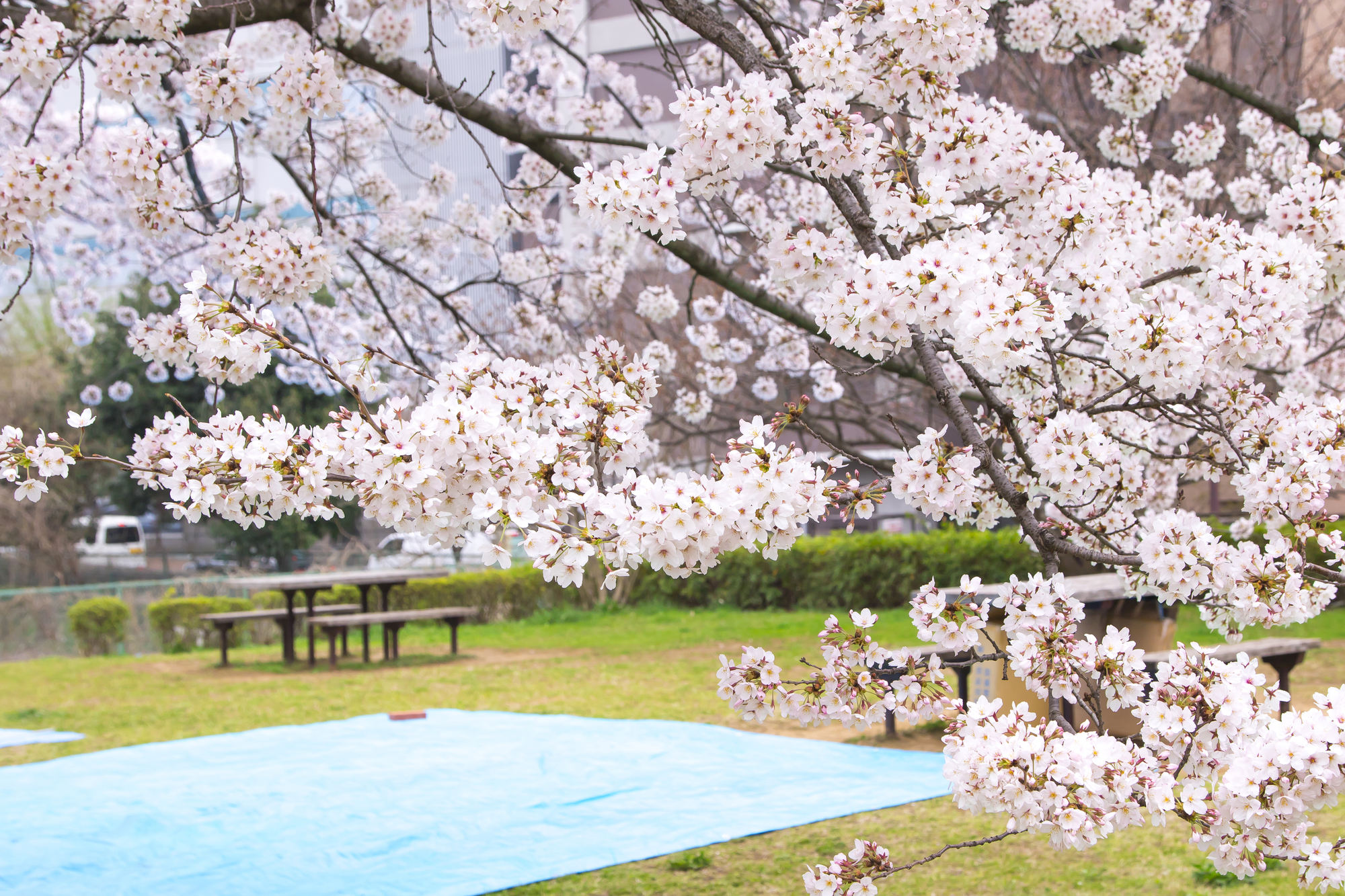 お花見のレジャーシート