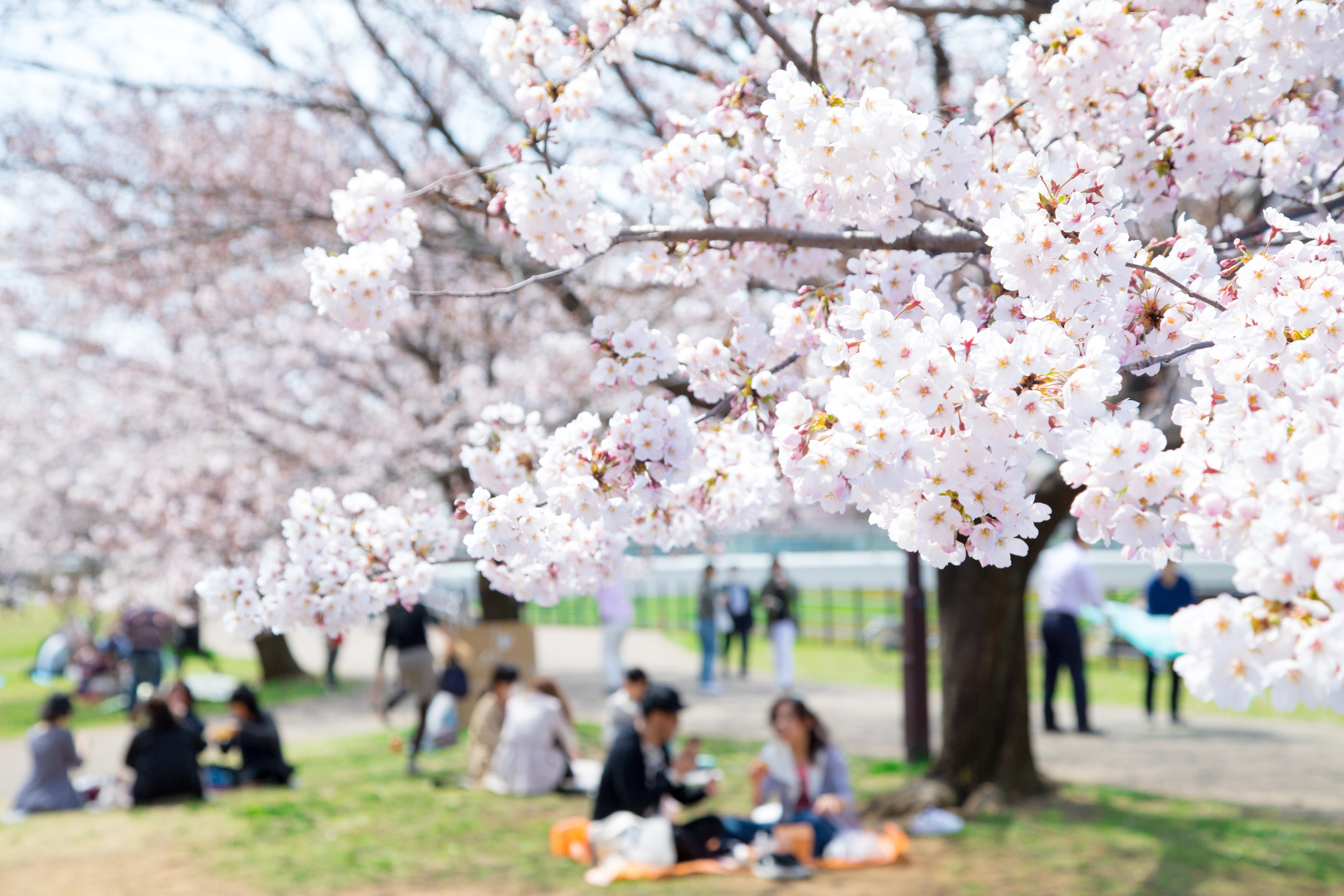 満開の桜の下でお花見